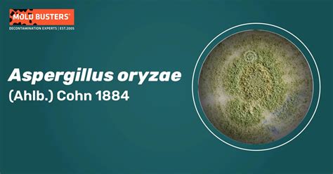 Aspergillus oryzae .